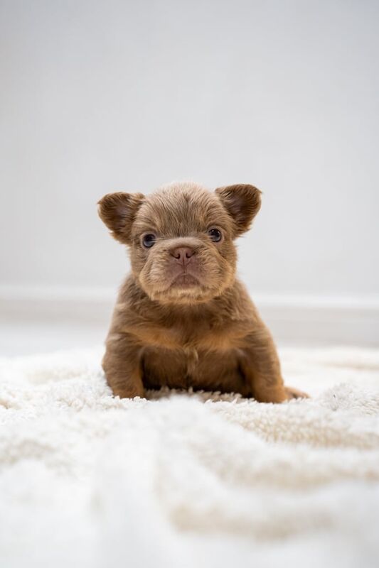 Fluffy French Bulldogs KC - Image 2 of 3