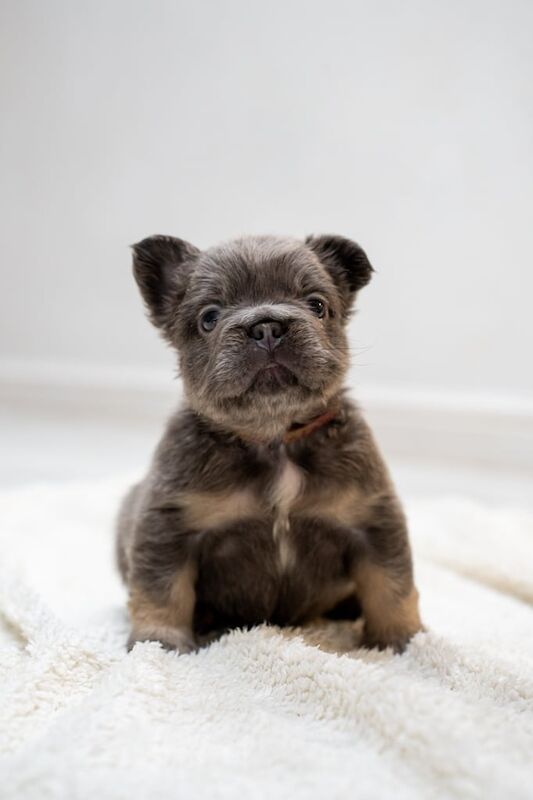 Fluffy French Bulldogs KC - Image 3 of 3