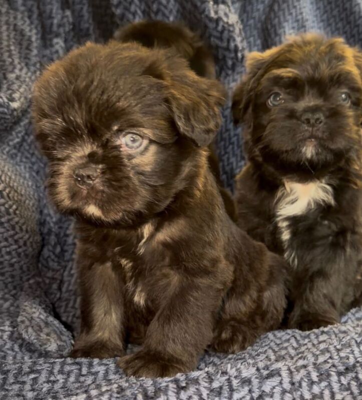 Fluffy French Floodles