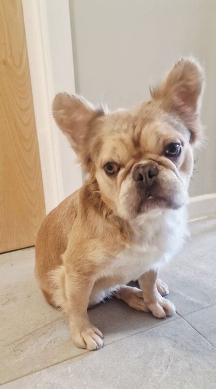Fluffy Frenchbulldog male 2 years old for sale in Sefton Park, Merseyside