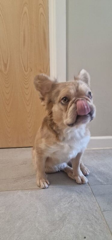 Fluffy Frenchbulldog male 2 years old - Image 2 of 3