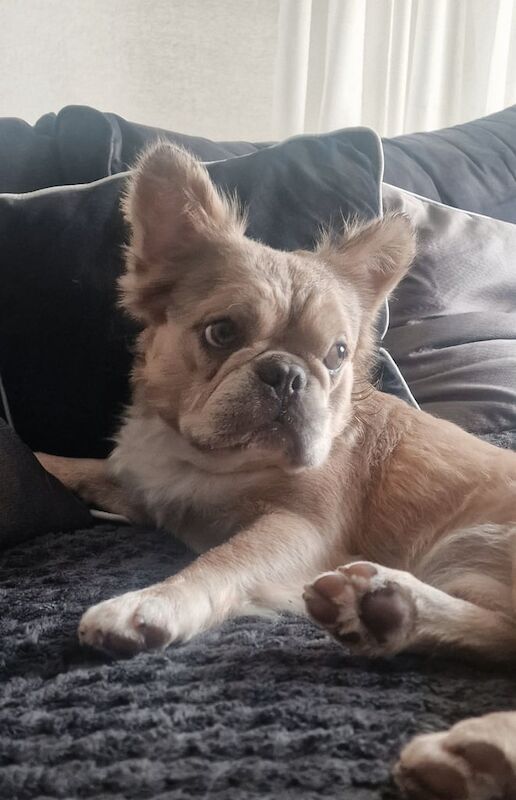 Fluffy Frenchbulldog male 2 years old - Image 3 of 3