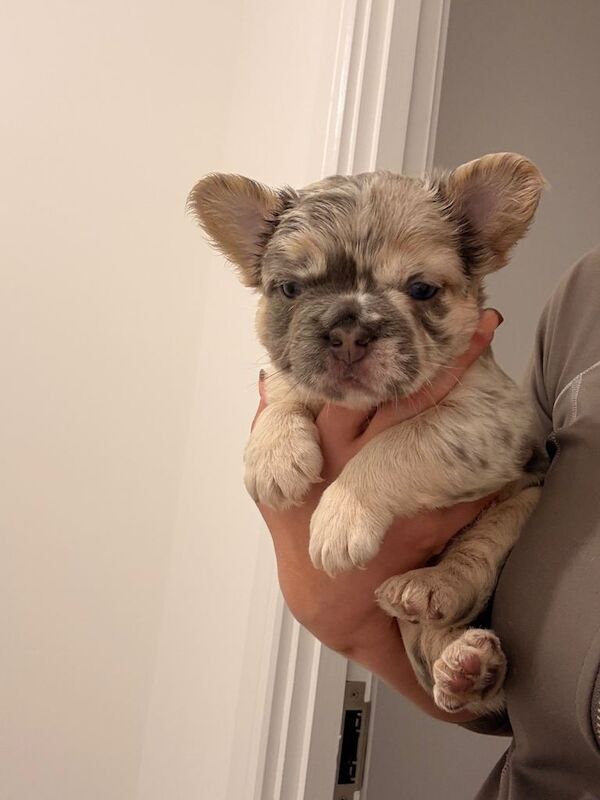 Frenchie Puppies For Sale