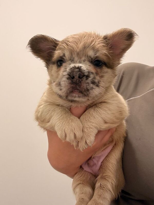 Fluffy Frenchbulldogs - Image 2 of 2