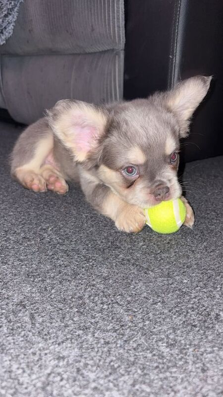 French Bulldog puppies for sale in Irvine, Ayrshire and Arran – KC registered, 9 weeks old