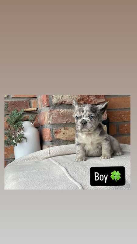 French Bulldog puppies for sale in Portobello, City of Edinburgh – 6 weeks old