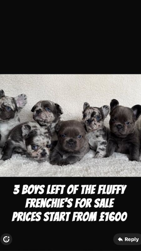 Fluffy Frenchie - Image 2 of 4