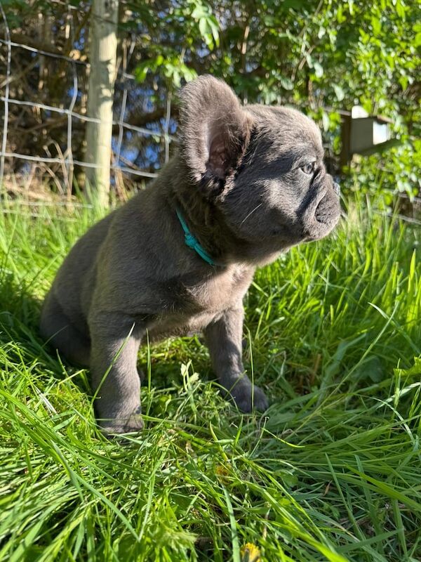 Fluffy Frenchie - Image 3 of 4