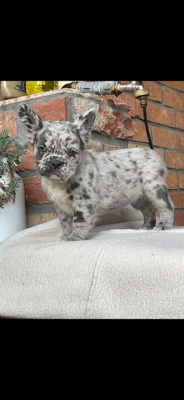 Fluffy Frenchie - Image 4 of 4