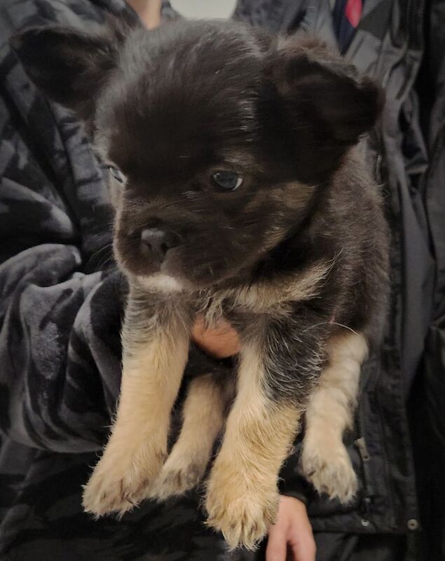 Fluffy frenchie - Image 2 of 3