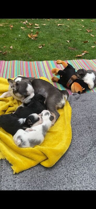 Fluffy frenchie - Image 3 of 3