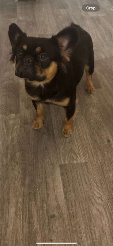 French Bulldog puppies for sale in Writtle, Essex – 2 years old