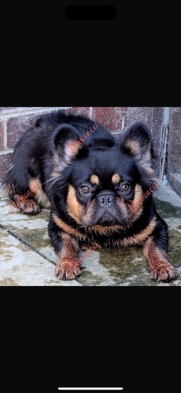 French Bulldog puppies for sale in Writtle, Essex – 2 years old - Image 2 of 2