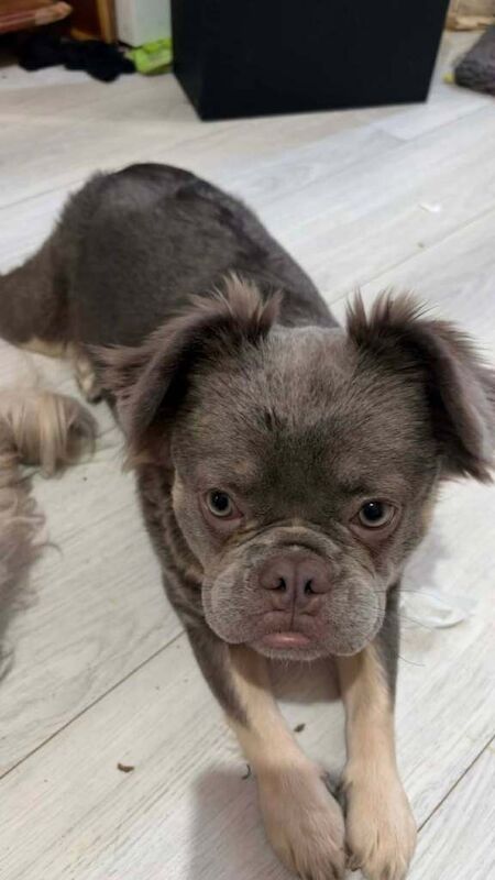 French Bulldog Puppies For Sale Under £1,000