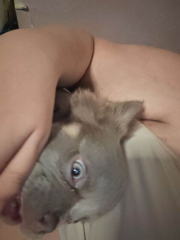 Fluffy frenchie - Image 2 of 5