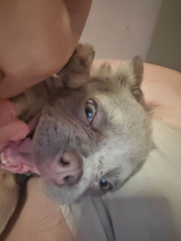 Fluffy frenchie - Image 3 of 5