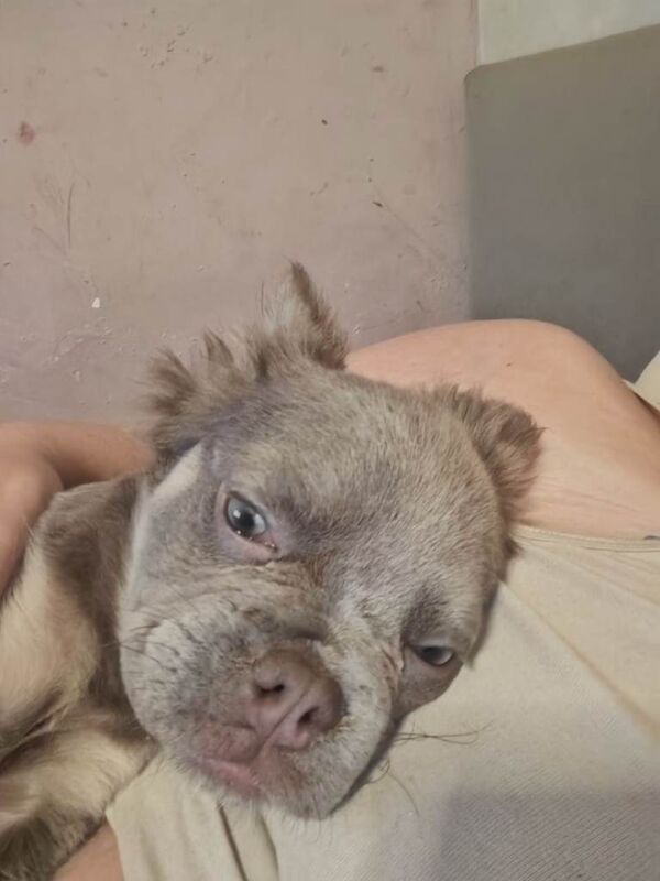 Fluffy frenchie - Image 4 of 5