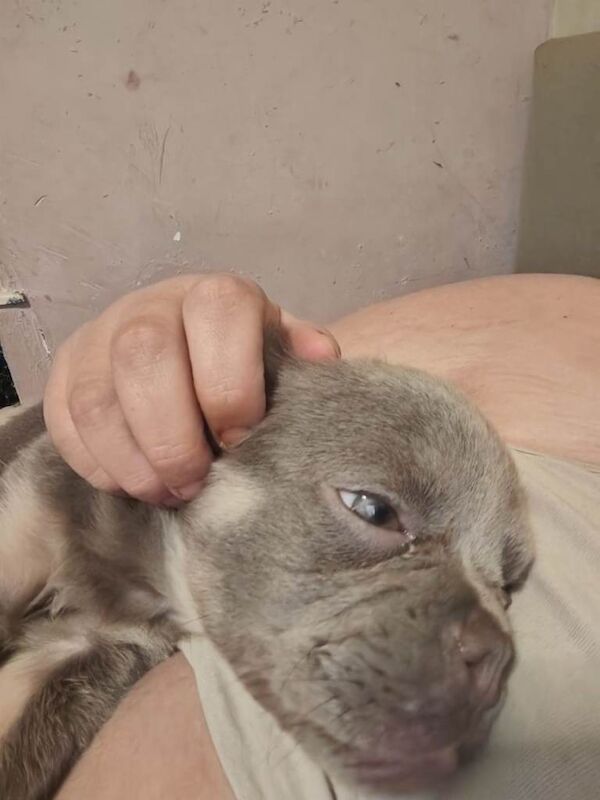 Fluffy frenchie - Image 5 of 5