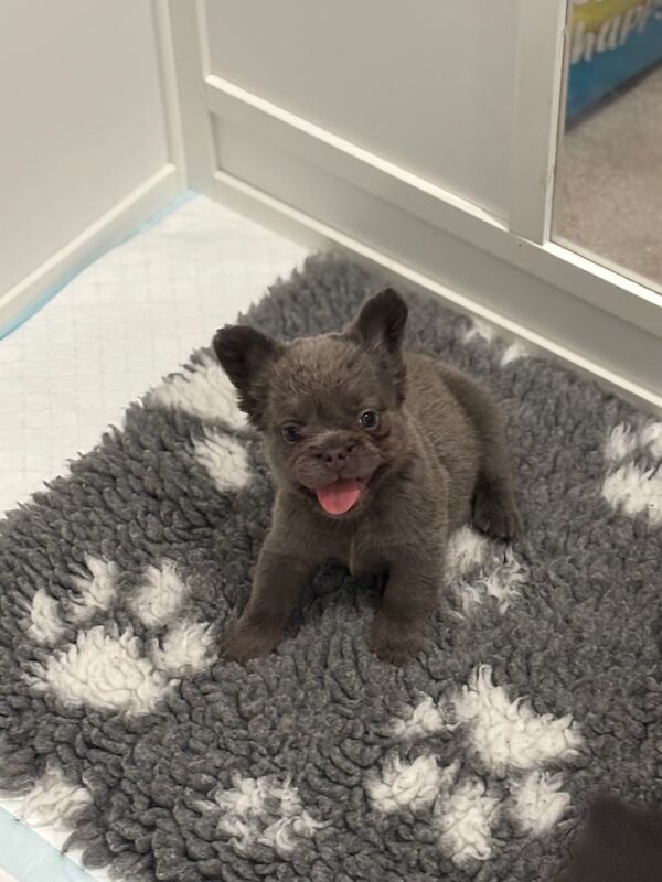 French Bulldog puppies for sale in Chipping Ongar, Essex – KC registered, 6 weeks old