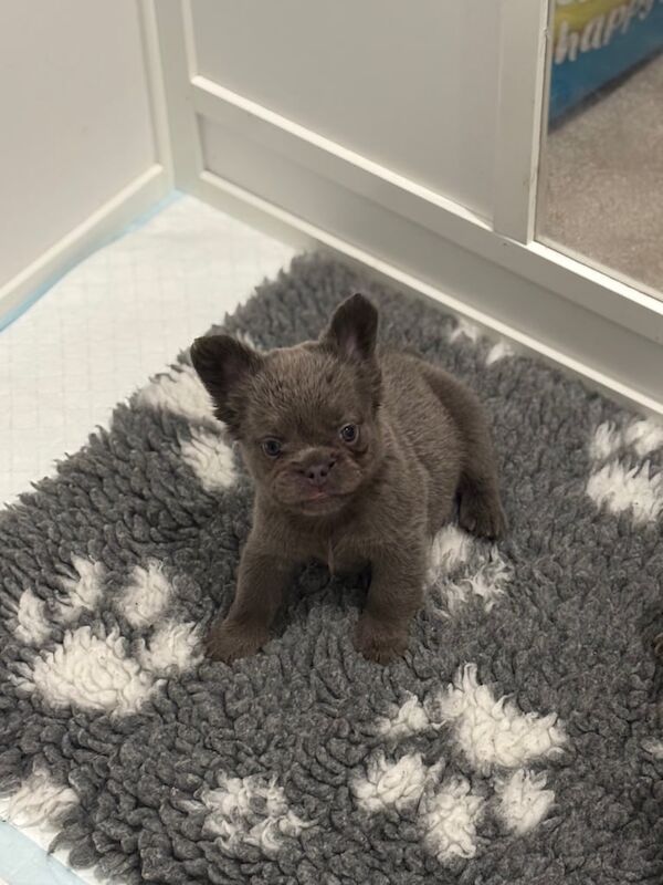 Fluffy Frenchie boy pups - Image 2 of 3