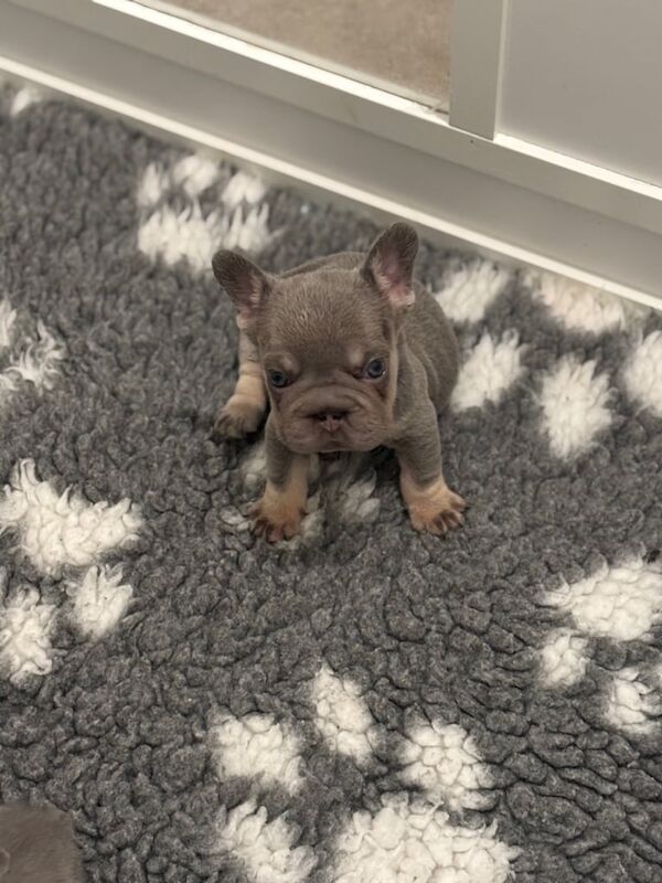 Fluffy Frenchie boy pups - Image 3 of 3