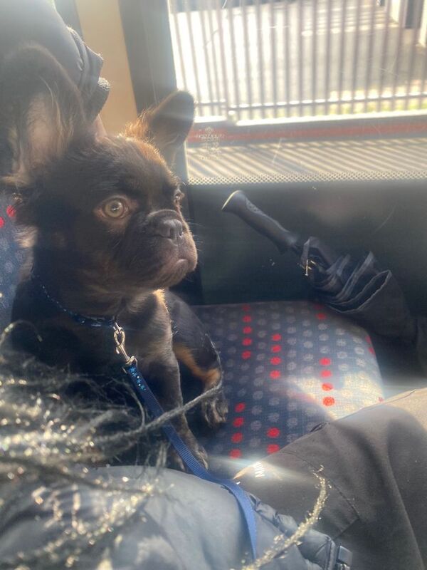 French Bulldog puppies for sale in Wolverhampton, West Midlands – 9 months old