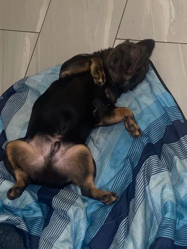 French Bulldog puppies for sale in Wolverhampton, West Midlands – 9 months old - Image 2 of 5