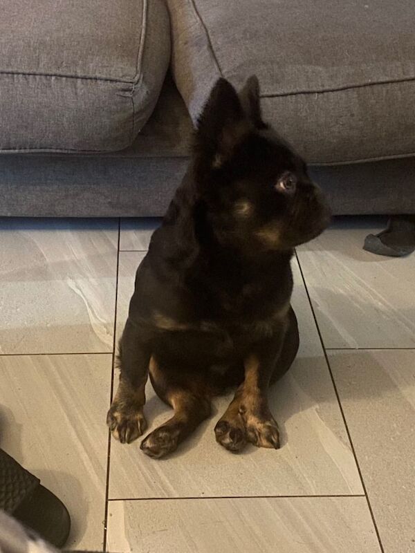 French Bulldog puppies for sale in Wolverhampton, West Midlands – 9 months old - Image 3 of 5