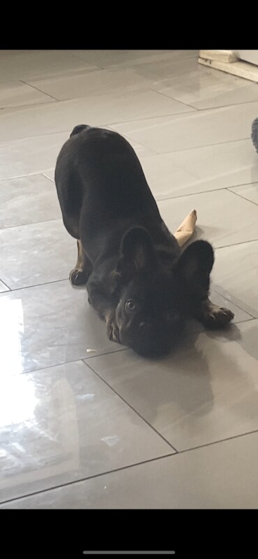 French Bulldog puppies for sale in Wolverhampton, West Midlands – 9 months old - Image 4 of 5