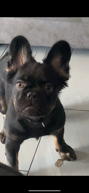 French Bulldog puppies for sale in Wolverhampton, West Midlands – 9 months old - Image 5 of 5