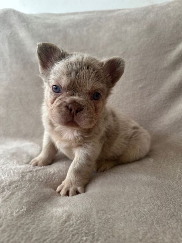 French Bulldog puppies for sale in Margate, Kent – KC registered, 11 weeks old - Image 2 of 6