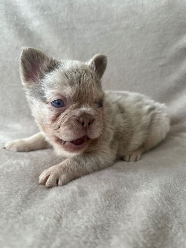 French Bulldog puppies for sale in Margate, Kent – KC registered, 11 weeks old - Image 3 of 6