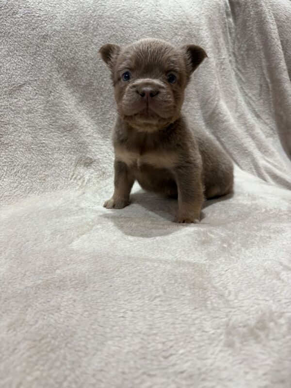 French Bulldog puppies for sale in Margate, Kent – KC registered, 11 weeks old - Image 4 of 6