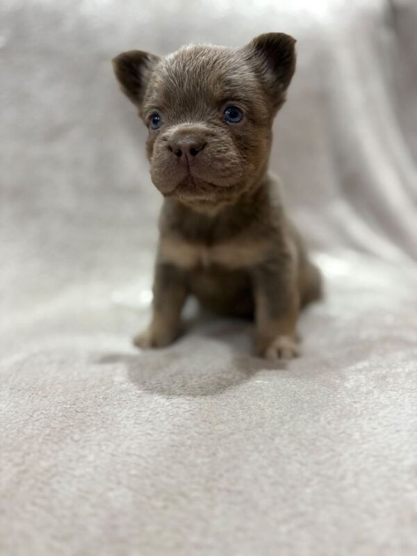 French Bulldog puppies for sale in Margate, Kent – KC registered, 11 weeks old - Image 5 of 6