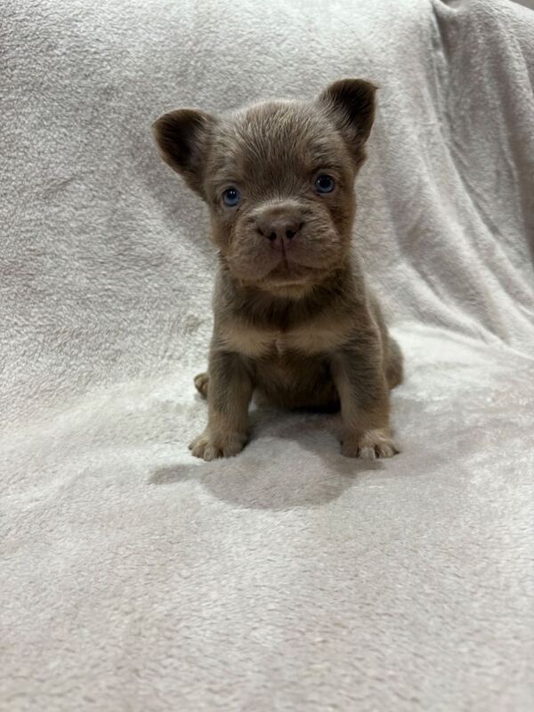 French Bulldog puppies for sale in Margate, Kent – KC registered, 11 weeks old - Image 6 of 6