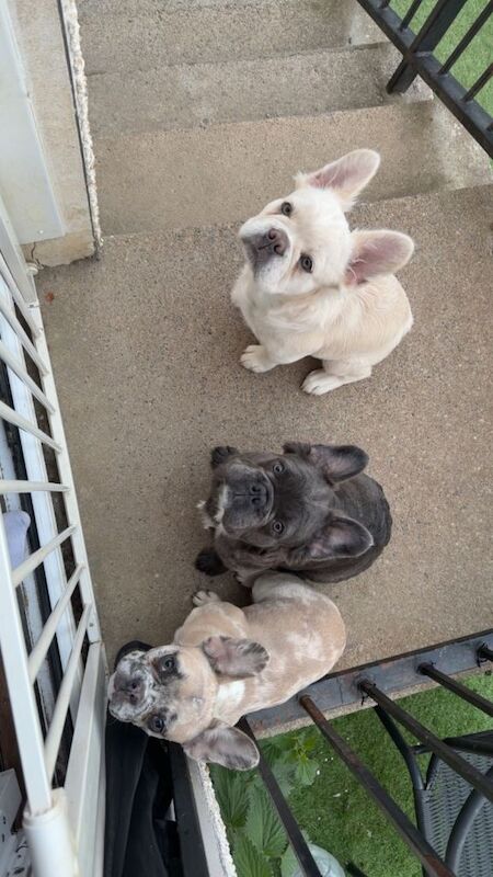 Fluffy Frenchie puppy - Image 2 of 6