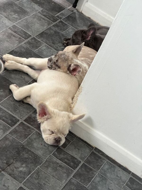 Fluffy Frenchie puppy - Image 3 of 6