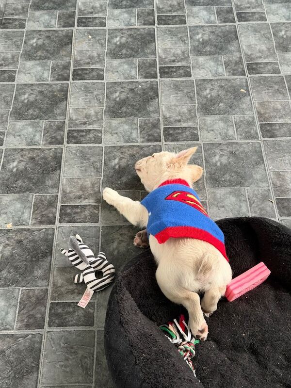 Fluffy Frenchie puppy - Image 4 of 6