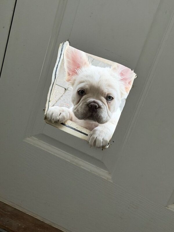 Fluffy Frenchie puppy - Image 5 of 6