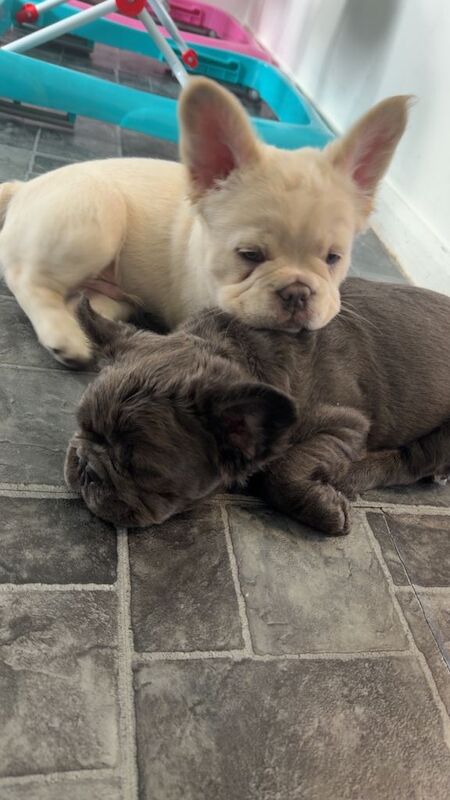 Fluffy Frenchie puppy - Image 6 of 6