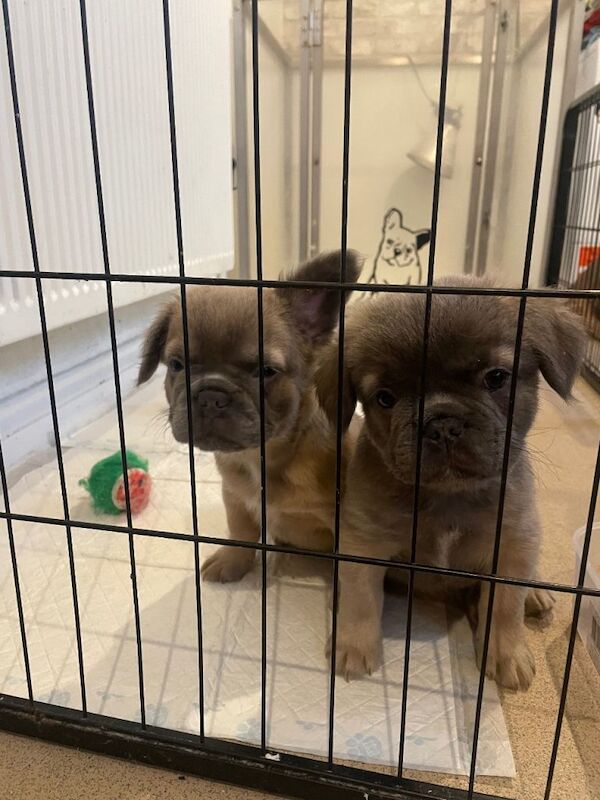 French Bulldog puppies for sale in Burgh le Marsh, Lincolnshire – 3 months old