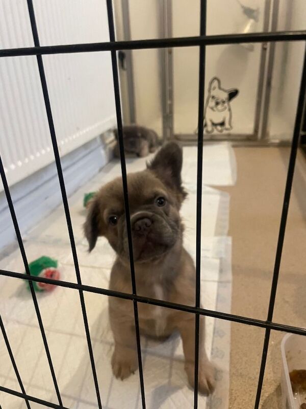 French Bulldog puppies for sale in Burgh le Marsh, Lincolnshire – 3 months old - Image 2 of 4