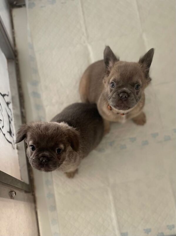 French Bulldog puppies for sale in Burgh le Marsh, Lincolnshire – 3 months old - Image 3 of 4