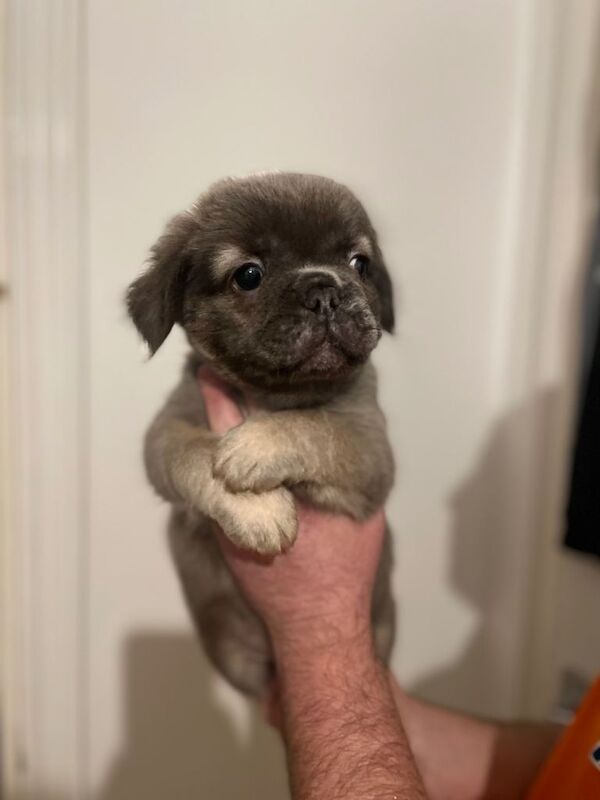 French Bulldog puppies for sale in Burgh le Marsh, Lincolnshire – 3 months old - Image 4 of 4