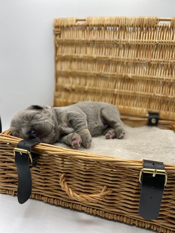 Fluffy Frenchies for sale in Rayleigh, Essex | Image 1