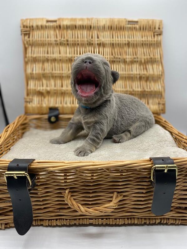 Fluffy Frenchies for sale in Rayleigh, Essex | Image 2