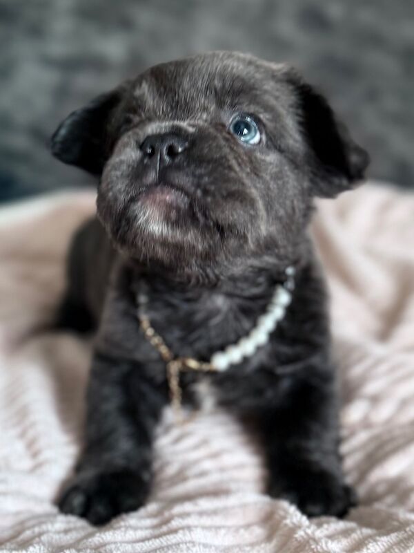 French Bulldog puppies for sale in Essex – 6 weeks old