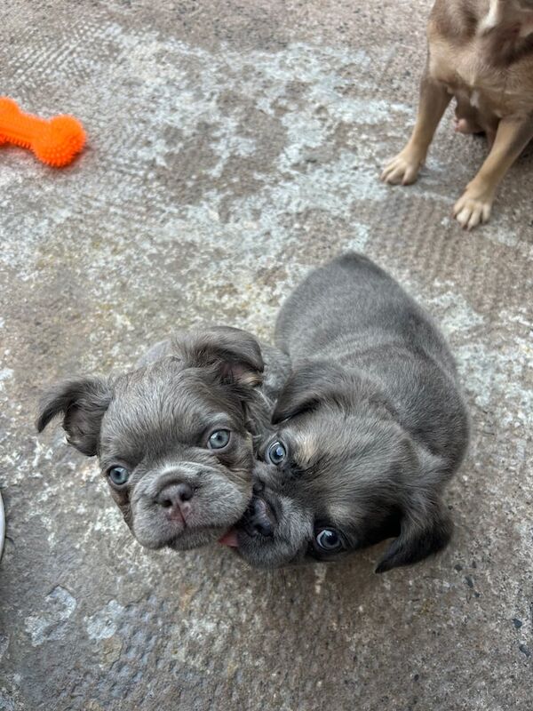 French Bulldog puppies for sale in County Antrim – 8 weeks old