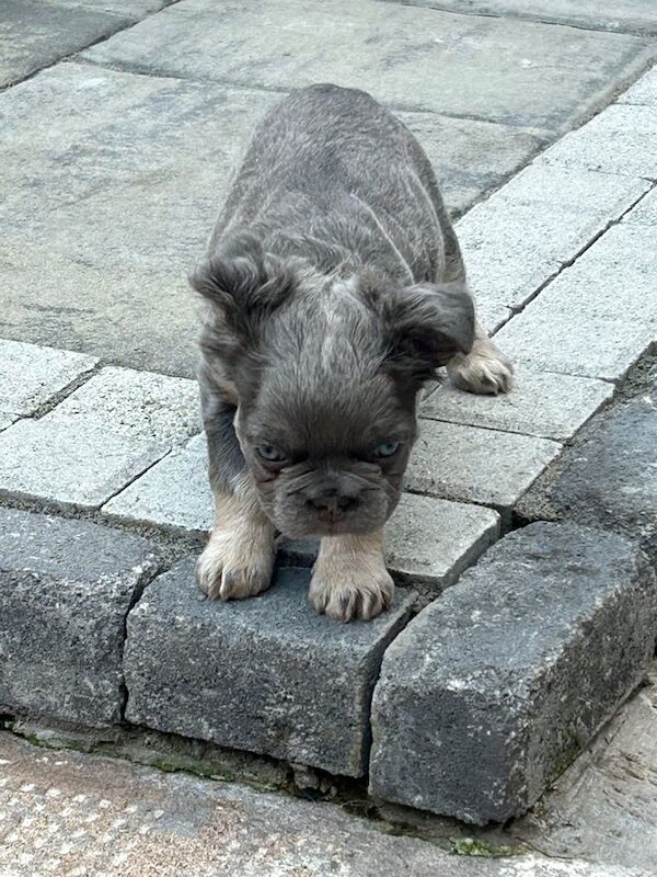 French Bulldog puppies for sale in County Antrim – 8 weeks old - Image 2 of 3