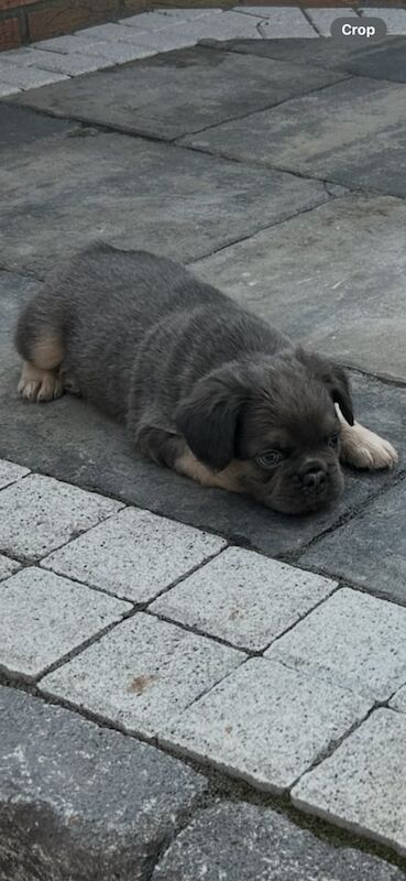 French Bulldog puppies for sale in County Antrim – 8 weeks old - Image 3 of 3